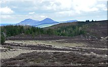 NT4331 : Eildon Hills from Ettrick Forest by Jim Barton