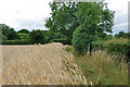 Footpath along edge of barley field