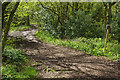 SO9281 : Path up Wychbury Hill by Stephen McKay