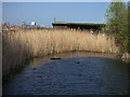Greenwich Ecology Park - reed beds
