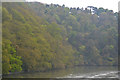 West Devon : The River Tamar