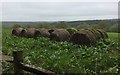 Old Bales