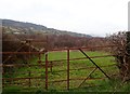 Wooded wetland south of Dromintee