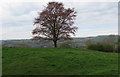 Tree and bench, Culver Hill, Amberley