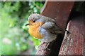 SO8932 : Robin on a bench by Philip Halling