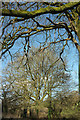 Trees near Coombe Farm