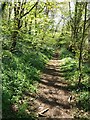 Noss Mayo: path in Brookings Down Wood