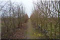 Footpath through orchard