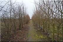 TR2257 : Footpath through orchard by N Chadwick