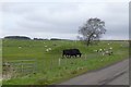 Sheep and lambs in pasture at Bennettsfield