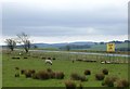 Sheep and lambs beside the A68