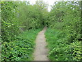 Woodland path that follows the line of the long disused Dearne & Dove Canal between Wath and Wombwell