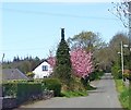 Cherry blossom on Middle Tollymore Road