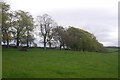 Line of trees, Lochfield