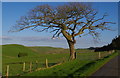 SO0759 : Tree by lane with pasture and hills by Andrew Hill