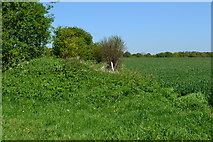 SU3139 : Field edge near Middle Wallop Airfield by David Martin