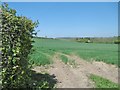 Faulkland, cereal field