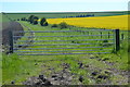 Gate and path with oilseed rape field