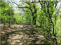 SE1234 : Path in woodland at Chellow Dean by Peter Wood