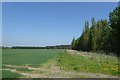 Plantation north of Skipwith