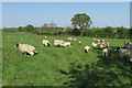 Sheep on the footpath to Akeley