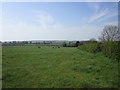 Cattle grazing near Manor House Farm, Rudston