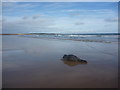 NT6579 : Coastal East Lothian : Seal Pup, Belhaven Sands by Richard West