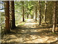 Footpath beside the Spey, near Craigroy