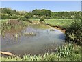 Pond on Westerleigh Common