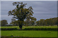 East Devon : Grassy Field