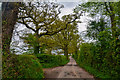 East Devon : Country Lane