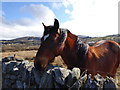 Friendly horse at a dry stone wall