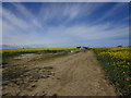 Bridleway to Wycliffe