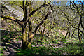 North Devon : Woodland Path