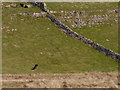 SD9870 : Lapwing flying above the moor above Conistone by Stephen Craven