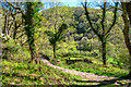 North Devon : Woodland Path