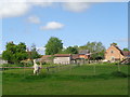 Alpacas at Thorndon Farm, Egdon Lane (1)