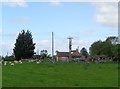 Sheep and power line