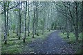 Dawson Community Woodland