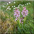 Rose-pink form of Early Purple Orchid (Orchis mascula)