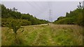 Powerline, Dawson Community Woodland