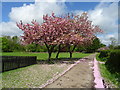 Falling blossom in the park