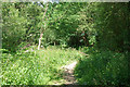 Path in Highridge Wood