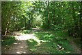 Bridleway in Highridge Wood