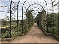 SJ8640 : Trellis walk in Trentham Gardens by Jonathan Hutchins