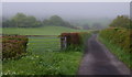 Lane and field near Maes-y-cwm farm