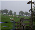 Field and sheep at the start of the path up Garth