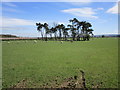 Stand of pines opposite Burnholme Farm