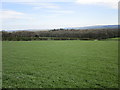 View towards Sally Gill Plantation