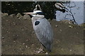 A heron in Chiswick House and Gardens